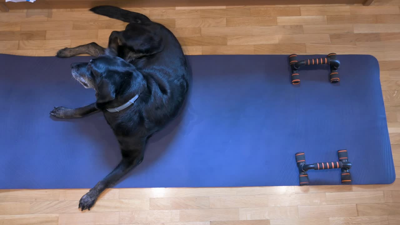A senior female black Labrador dog is seen laying on a blue yoga mat as she indulges in a delightful head and ear scratch