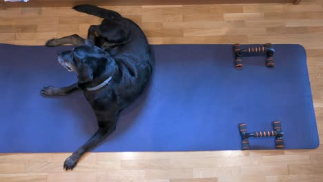 a senior female black labrador dog is seen laying on a blue yoga mat as she indulges in a delightful head and ear scratch