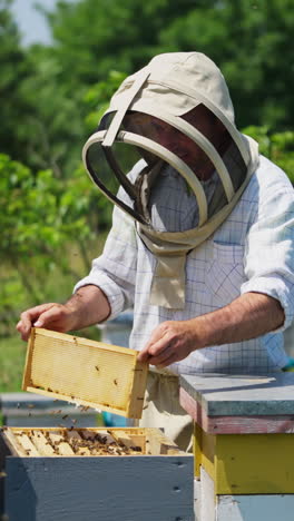 beekeeper inspecting a beehive