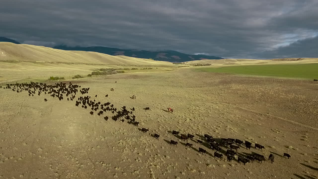 increíble antena sobre un arreo de ganado occidental en las llanuras de montana 9