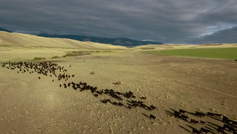 amazing aerial over a western cattle drive on the plains of montana 9