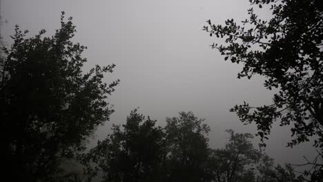 timelapse of foggy forest with rain, low visibility