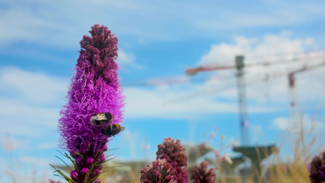 Nærbillede af bier, der samler nektar på en pragtstjerneblomst, der kontrasterer natur med byudvikling og bæredygtighedstemaer