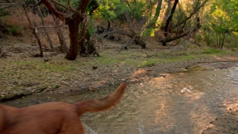Dangerous-strong-bullmastiff-mixed-breed-dog-runs-through-forest-in-sunset