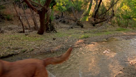 Un-Perro-De-Raza-Mixta-Bullmastiff-Fuerte-Y-Peligroso-Corre-Por-El-Bosque-Al-Atardecer