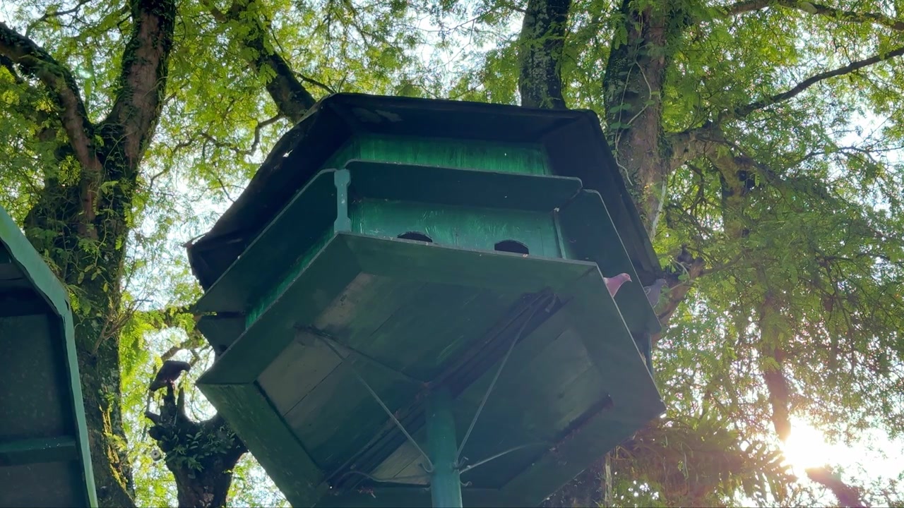 Pigeons resting in wooden birdhouse under trees, wildlife and nature concept, outdoor aviary scene, peaceful atmosphere.