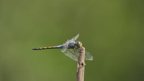 Libelle---Wasser---Augen