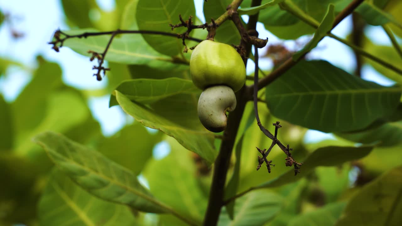 Primo piano di un frutto di anacardio fresco sull'albero