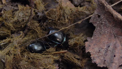 Two-dung-beetles-digging-in-fresh-dung,-close-up