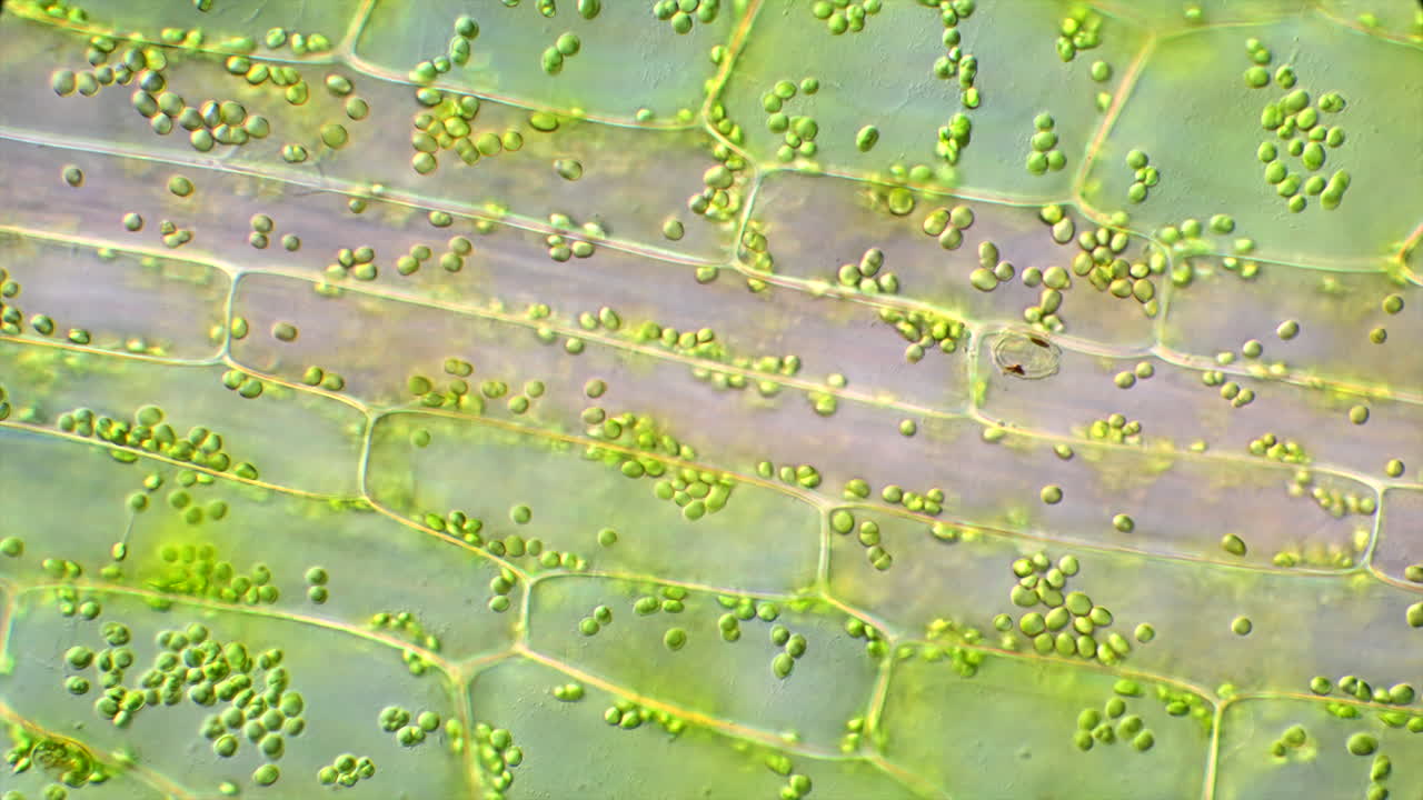 Microscopic View of Plant Cells with Chloroplasts