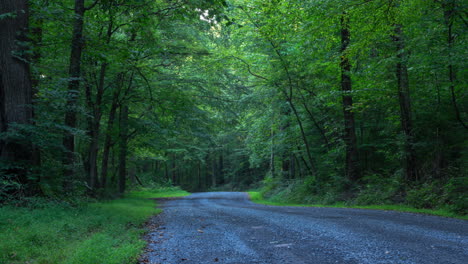 Zeitraffer-Eines-Morgens-Im-Wald