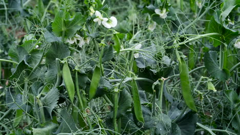 A-crop-of-Garden-Peas-growing-on-a-farm-in-Warwickshire,-England