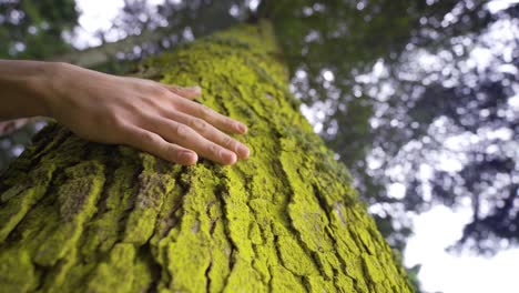 Die-Natur-Lieben,-Den-Baum-Berühren.