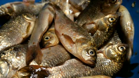 freshly caught live freshwater river fish in a plastic bowl. crucian fish.