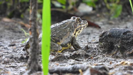 Frog-relaxing-on-pond-area-