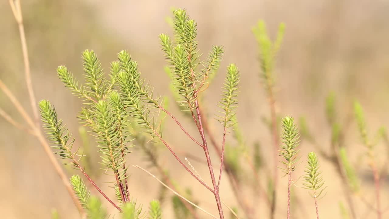 아르헨티나 산루이스에서 해가 지고 있는 현지 식물의 근접 사진