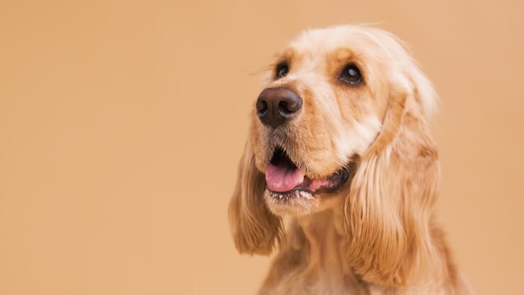Happy English Cocker Spaniel Against a beige Background with copy space