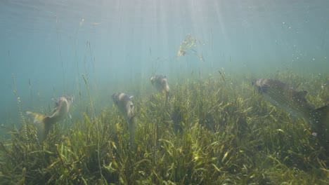 Unterwasseransicht,-Die-Den-Fischen-Entlang-Der-Algenbettoberfläche-Folgt