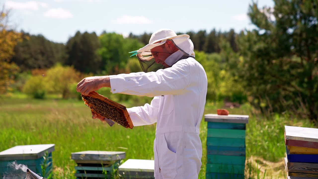 Apiarist in white overall looks carefully at honey frame. Side view. Summer day nature backdrop.