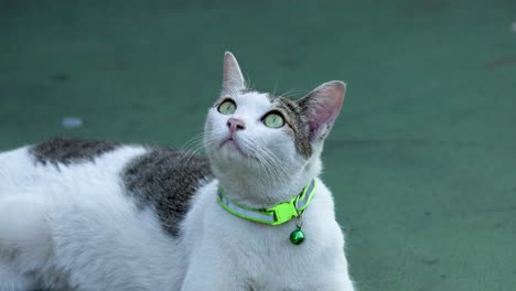 gato blanco y gris con cuello verde mirando a su alrededor