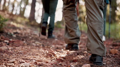 hikers on a forest trail