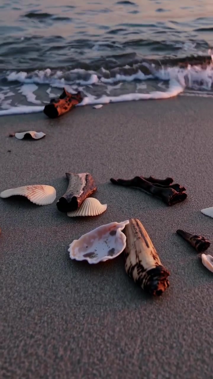 Seashells and Driftwood on a Sandy Beach at Sunset