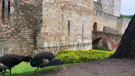 Pfau-Im-Schloss-In-Lissabon,-Portugal