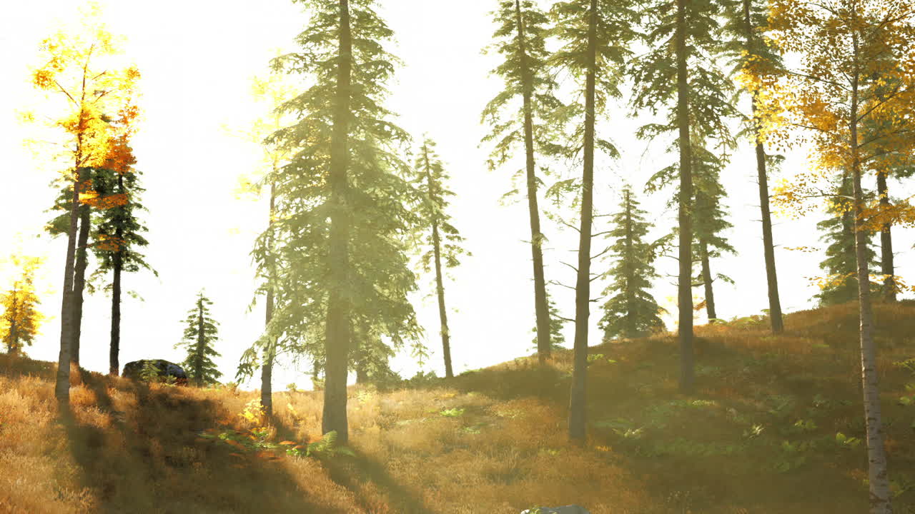 숲 속 의 나무 들 을 가로질러 빛 이