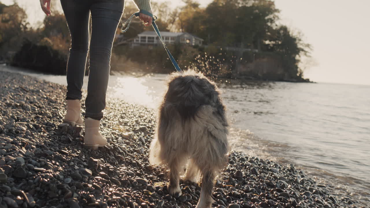 Back view: A woman walks with a dog at the shore of the lake, walking near the water's edge. The sun illuminates the waves and splashes of water