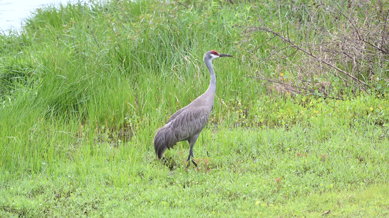 sandhill crane forrajeando y bebiendo agua en humedales, florida, ee.uu.