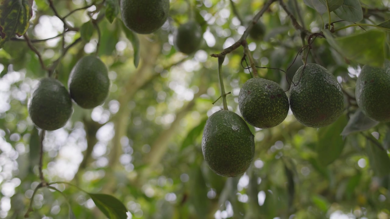 Vários abacates verdes frescos pendem de galhos em uma exuberante plantação tropical.