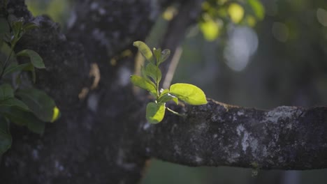 new leaves sprouting on tree branch