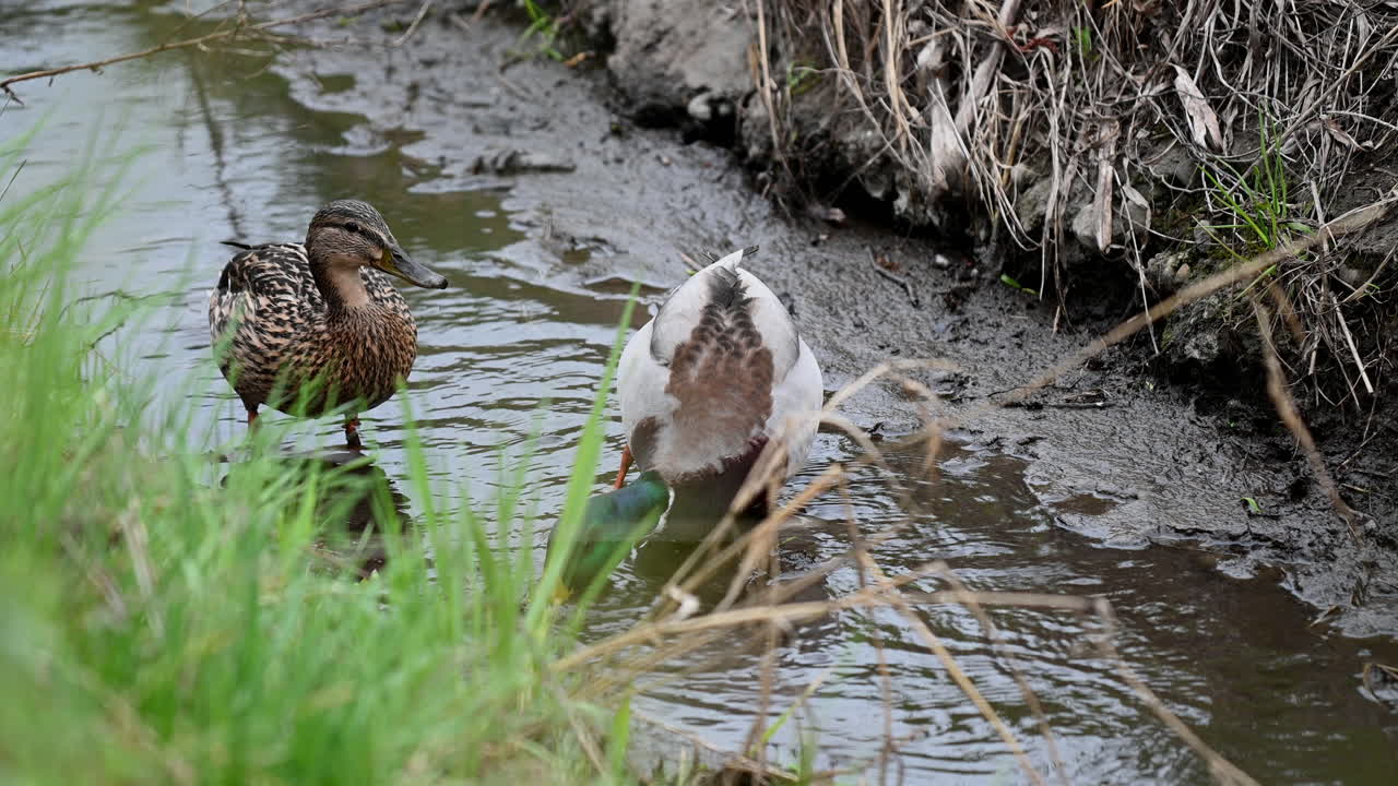 Coppia di anatre germano reale che mangiano nell'acqua