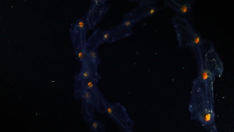 medusas a la deriva en el océano negro durante la inmersión nocturna