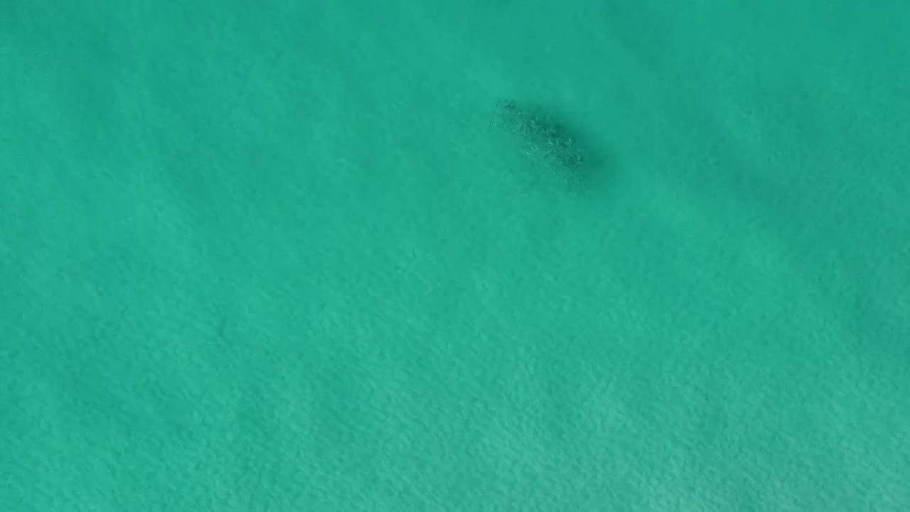 디스틴 플로리다 - 디스틴 플로리다의 멕시코 만의 투르코이즈 바다 물에서 헤엄치는 작은 물고기들의 학교