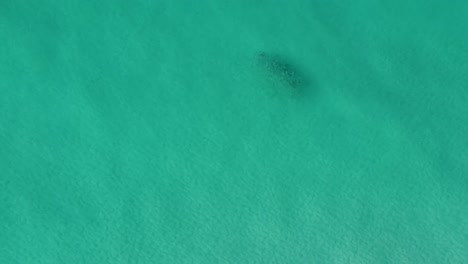 Destin-Florida---School-Of-Tiny-Fish-Swimming-In-Turquoise-Ocean-Water-of-Gulf-of-mexico-in-Destin-Florida