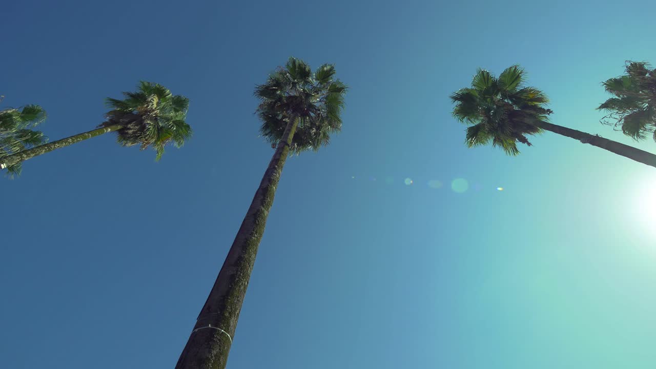 Driving under palm trees