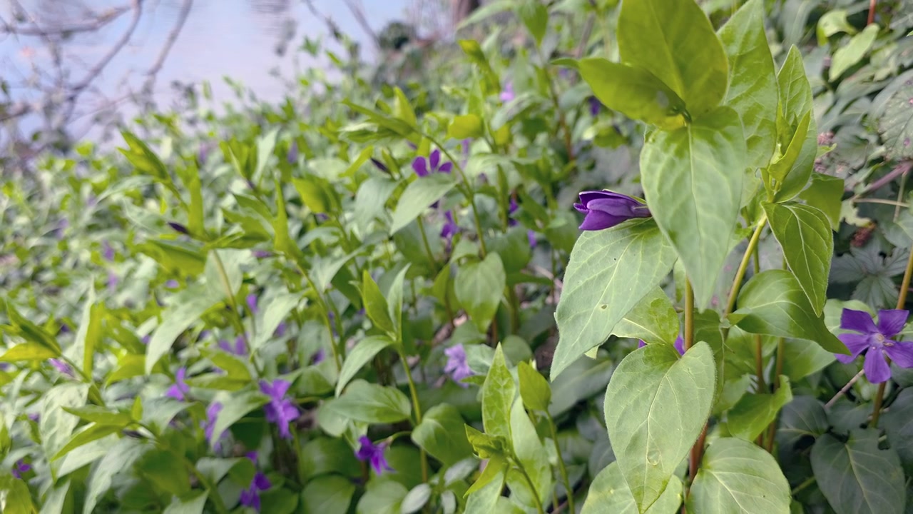 Primo piano statico di foglie verdi e fiori viola con messa a fuoco ridotta.