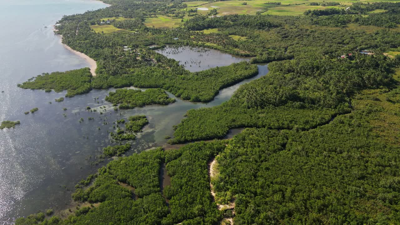 Dense Mangroves In A Swampy Area In Barangay Yocti In San Andres, Catanduanes, Philippines. Aerial Drone Shot
