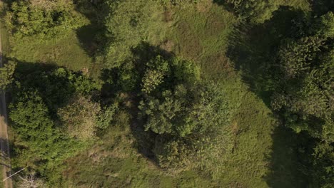 Lush-green-trees-in-a-dense-forest-on-the-coast-of-Costa-Rica,-Central-America