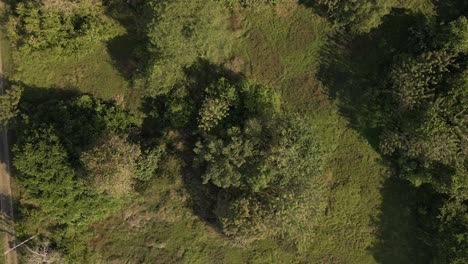 lush green trees in a dense forest on the coast of costa rica, central america