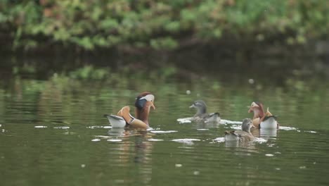 group of mandarin ducks on a lake in slow motion