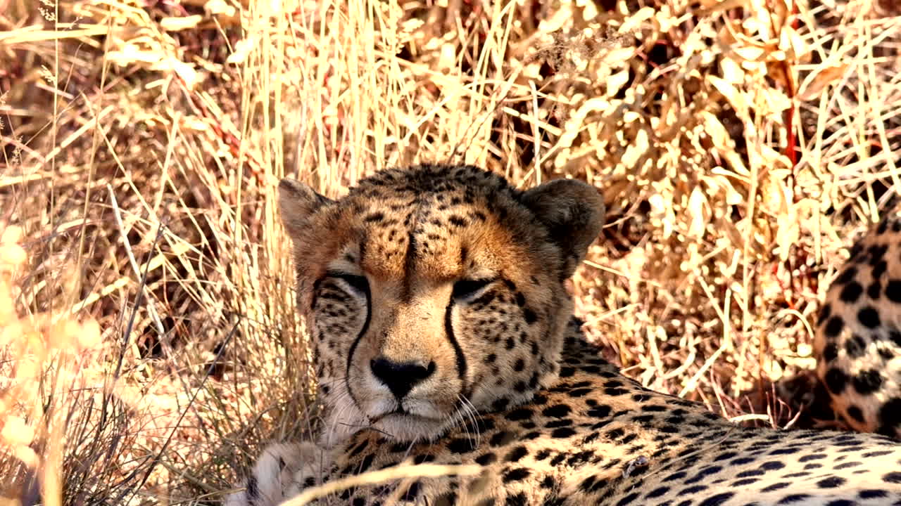 건조한 식물 속 에 누워 있는 졸은 치타 의 얼굴 에 대한 텔레포토 클로즈업 뷰