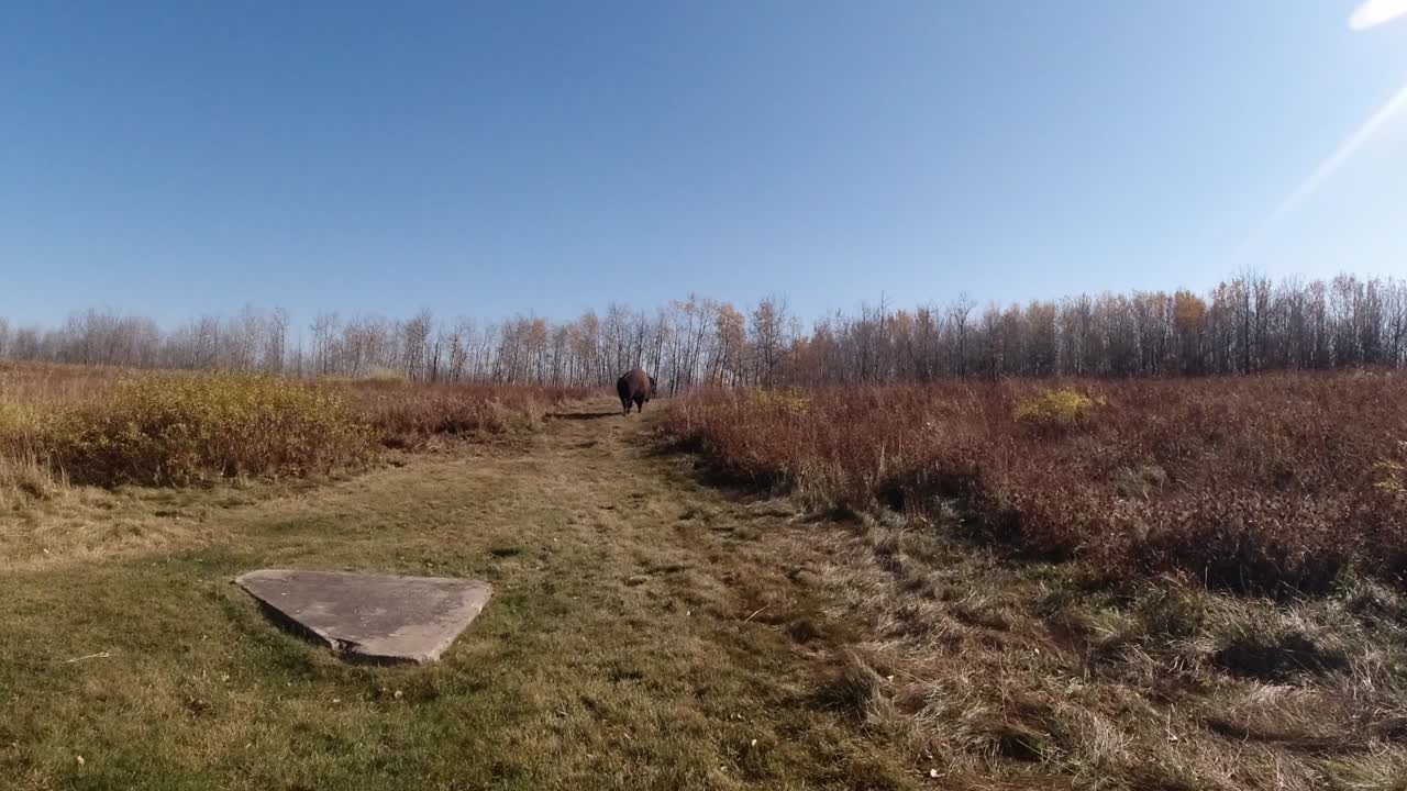 búfalo de bisonte de madera de las llanuras caminando por el bosque en una tarde de otoño mientras la cámara gira hacia la derecha en un cielo azul claro y soleado de otoño con un destello natural desde la parte superior derecha en un ángulo de 45 grados 1-2