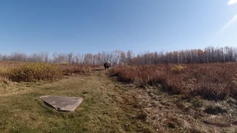 plains wood bison buffalo walking by into the forest on a fall afternoon as the camera pans to the right on a sunny clear fall blue sky with a natural flare from the top right at a 45 degree angle 1-2