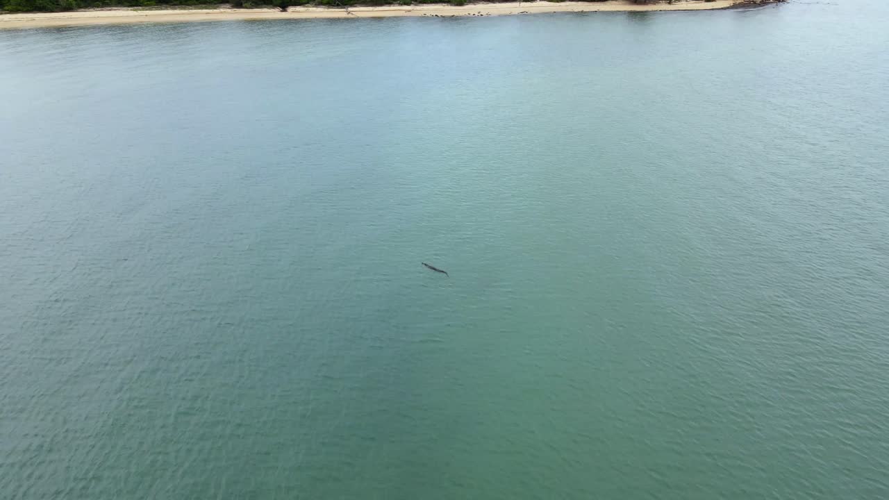 Aerial clip of an Estuarine (Saltwater) Crocodile swimming toward a Cape York beach, clip 4