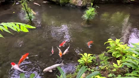 Estanque-Koi-De-Inclinación-Lenta-Con-Hermosos-Peces-Coloridos-Y-Plantas-Verdes-En-Un-Jardín-Japonés