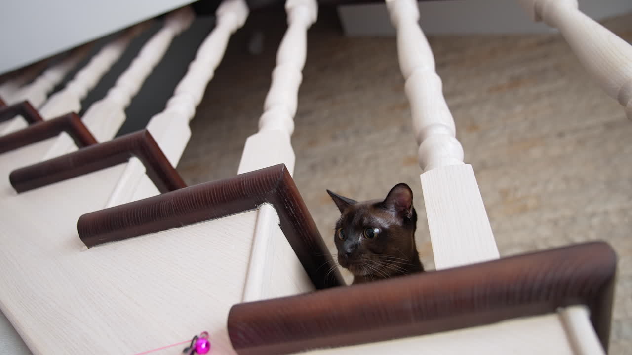 Gattino allegro e attraente che gioca con un giocattolo. Un gattino carino che cerca il giocattolo.
