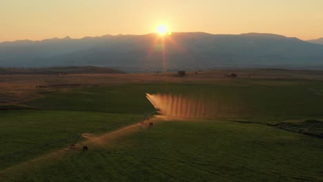 Lineares-Bewässerungssystem-Mit-Zentralem-Drehpunkt,-Das-Landwirtschaftliche-Nutzpflanzen-Auf-Dem-Bauernhof-Während-Der-Goldenen-Stunde-Bewässert