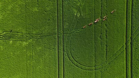 Aerial-view-about-moving-animals-in-the-grass